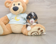 6 week old Mini Bernedoodle Puppy For Sale - Simply Southern Pups
