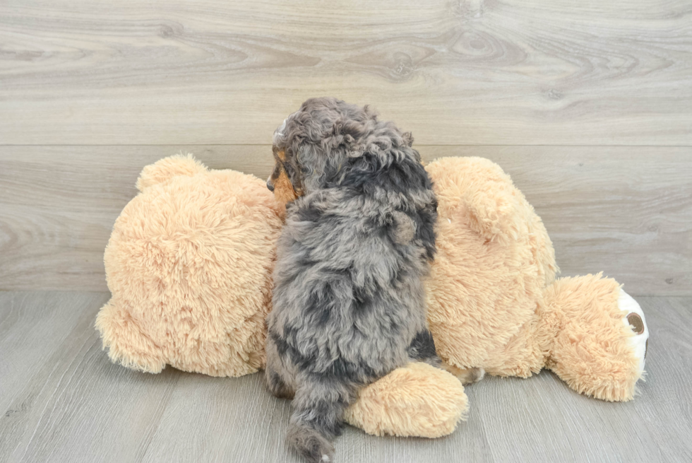 Funny Mini Bernedoodle Poodle Mix Pup