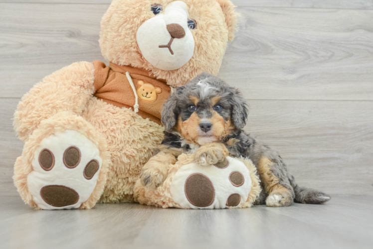 Best Mini Bernedoodle Baby