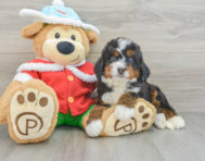 6 week old Mini Bernedoodle Puppy For Sale - Simply Southern Pups