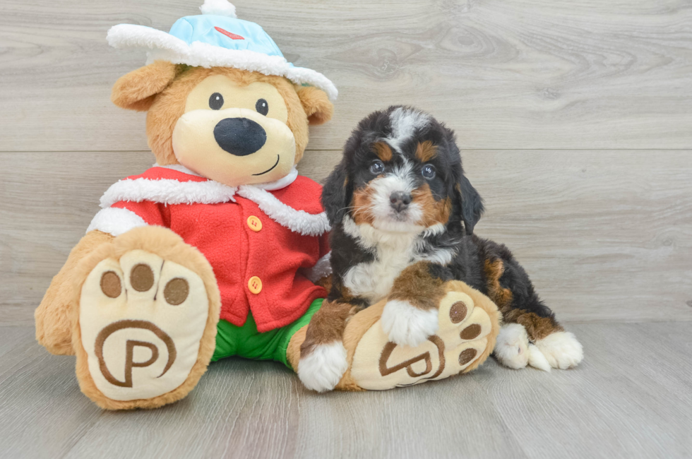 6 week old Mini Bernedoodle Puppy For Sale - Simply Southern Pups