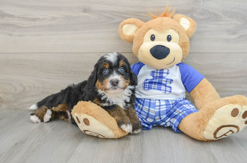 6 week old Mini Bernedoodle Puppy For Sale - Simply Southern Pups