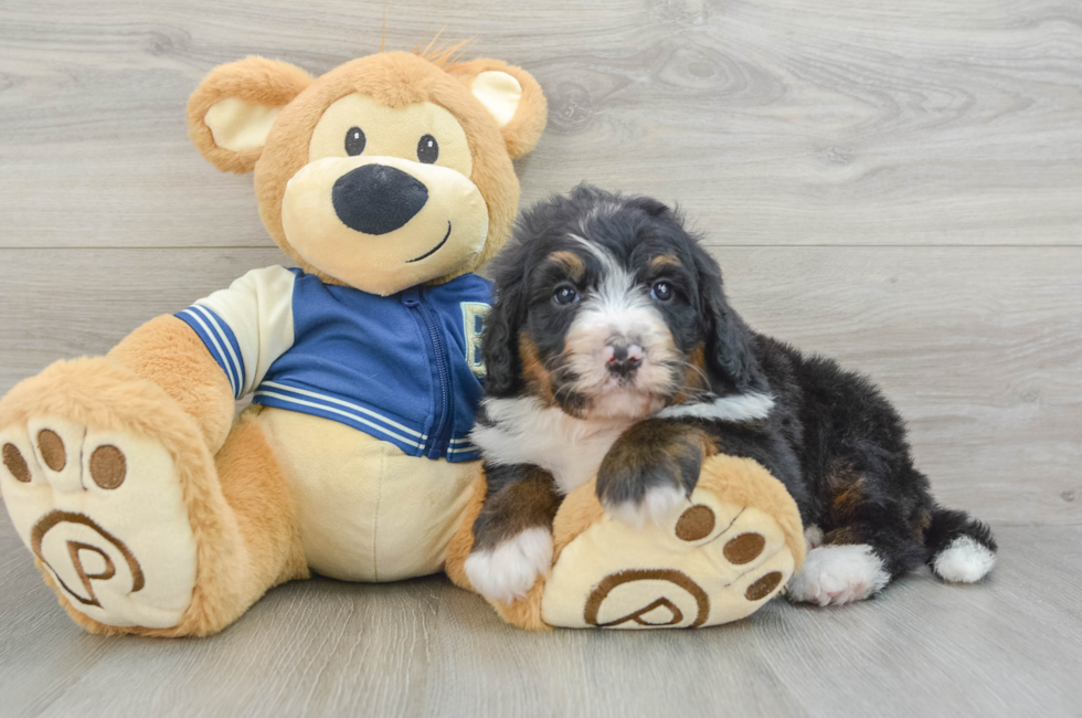 6 week old Mini Bernedoodle Puppy For Sale - Simply Southern Pups