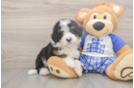 Funny Mini Bernedoodle Poodle Mix Pup