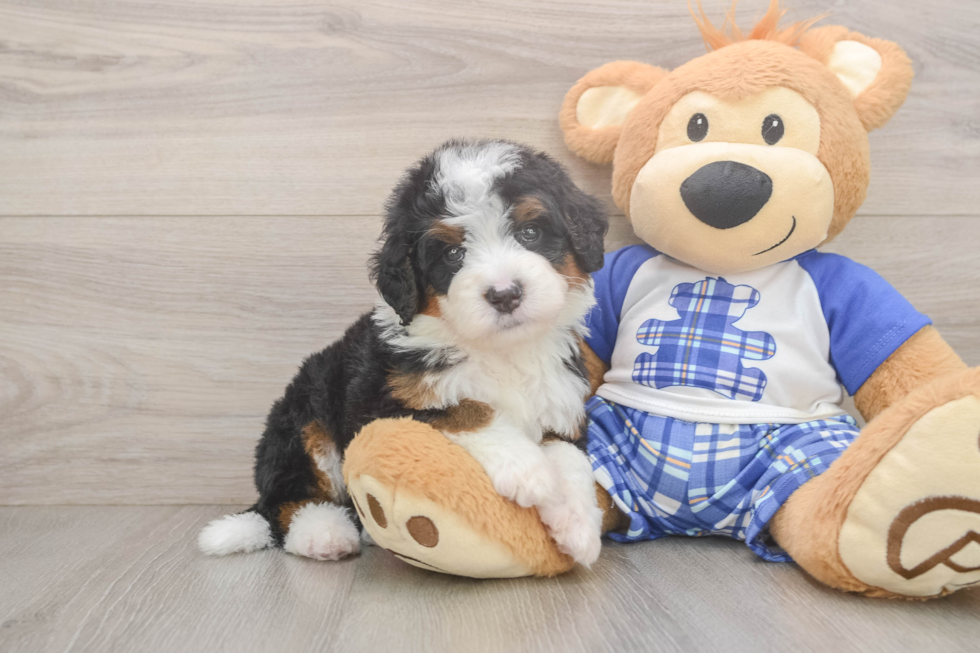 Funny Mini Bernedoodle Poodle Mix Pup