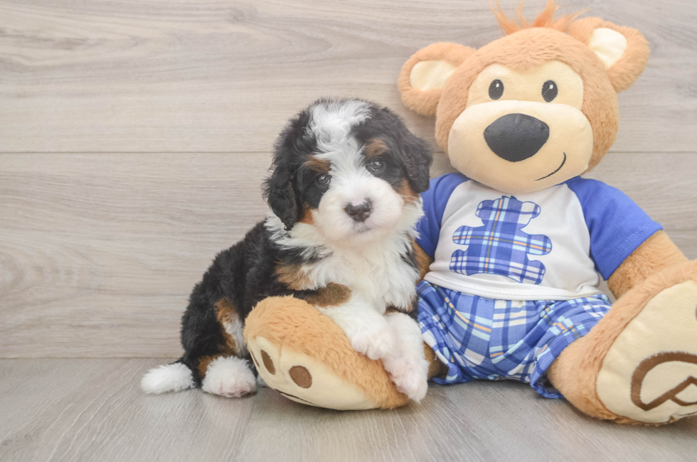 5 week old Mini Bernedoodle Puppy For Sale - Simply Southern Pups