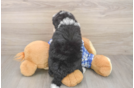 Mini Bernedoodle Pup Being Cute