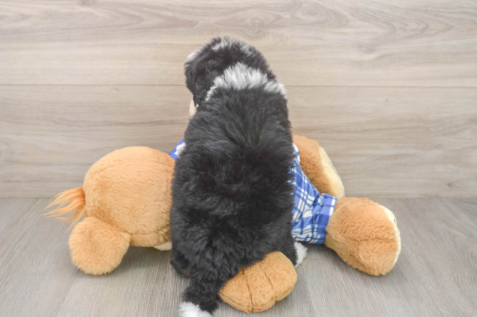 Mini Bernedoodle Pup Being Cute
