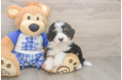 Mini Bernedoodle Pup Being Cute
