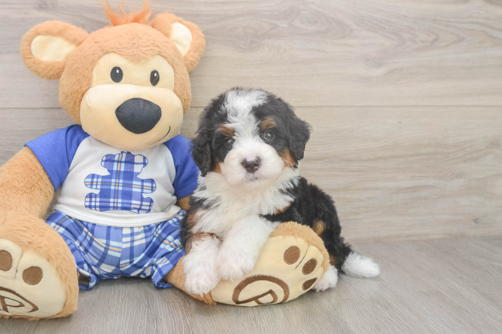 Mini Bernedoodle Pup Being Cute