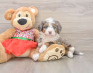 5 week old Mini Bernedoodle Puppy For Sale - Simply Southern Pups