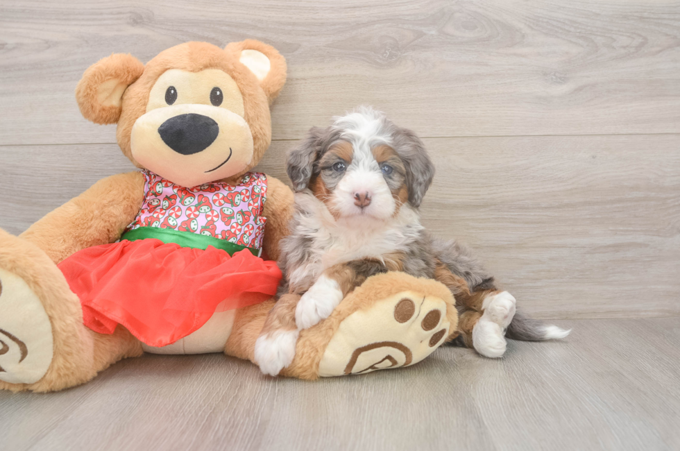 5 week old Mini Bernedoodle Puppy For Sale - Simply Southern Pups
