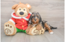 Playful Mini Bernepoo Poodle Mix Puppy