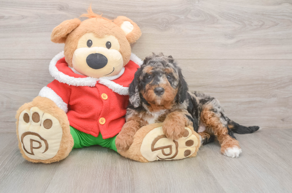6 week old Mini Bernedoodle Puppy For Sale - Simply Southern Pups