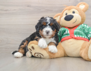 6 week old Mini Bernedoodle Puppy For Sale - Simply Southern Pups
