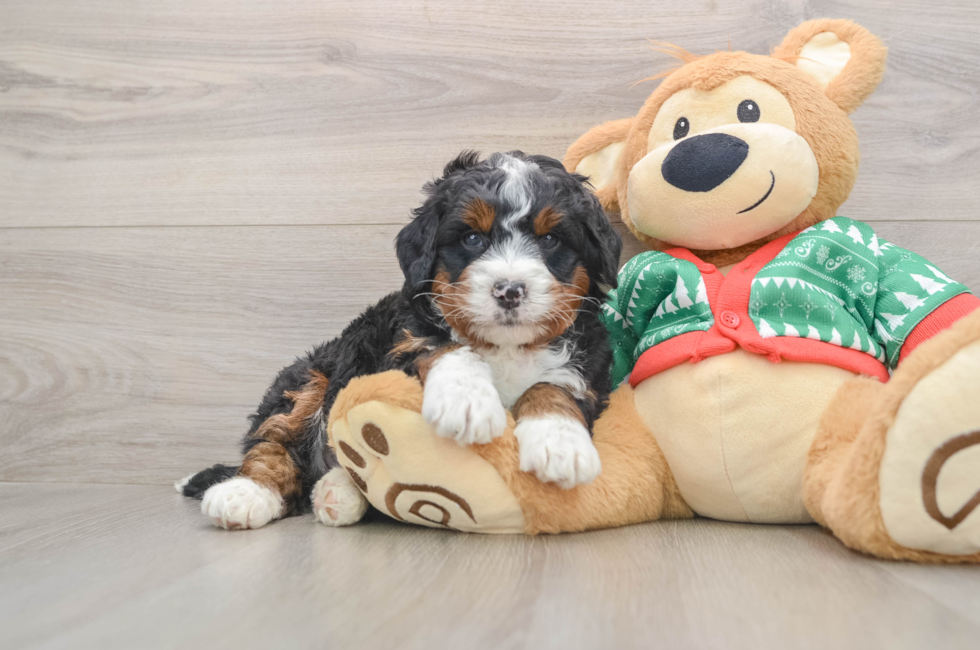 5 week old Mini Bernedoodle Puppy For Sale - Simply Southern Pups