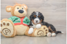 Mini Bernedoodle Pup Being Cute
