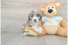 Mini Bernedoodle Puppy for Adoption