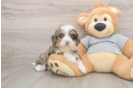 Funny Mini Bernedoodle Poodle Mix Pup