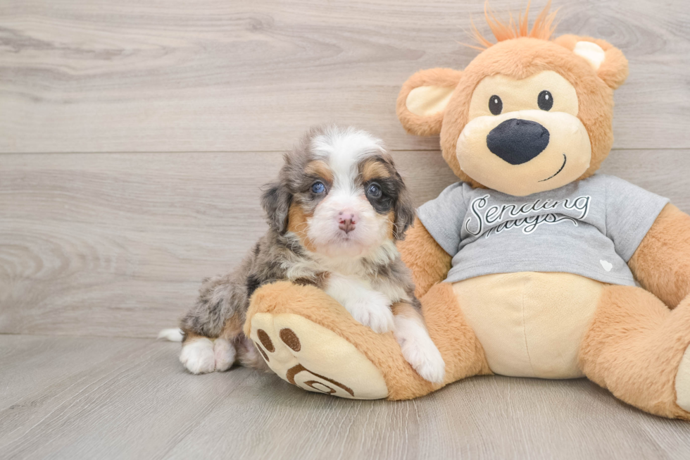 Funny Mini Bernedoodle Poodle Mix Pup