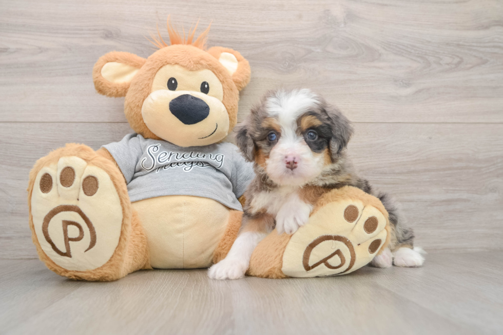 Friendly Mini Bernedoodle Baby