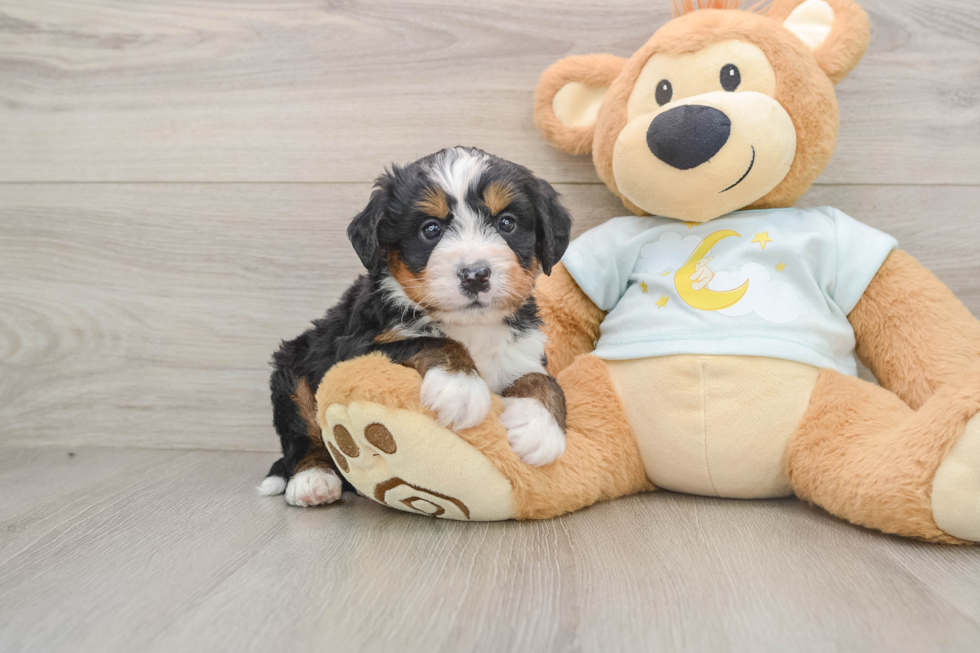Mini Bernedoodle Pup Being Cute
