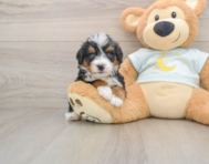 5 week old Mini Bernedoodle Puppy For Sale - Simply Southern Pups