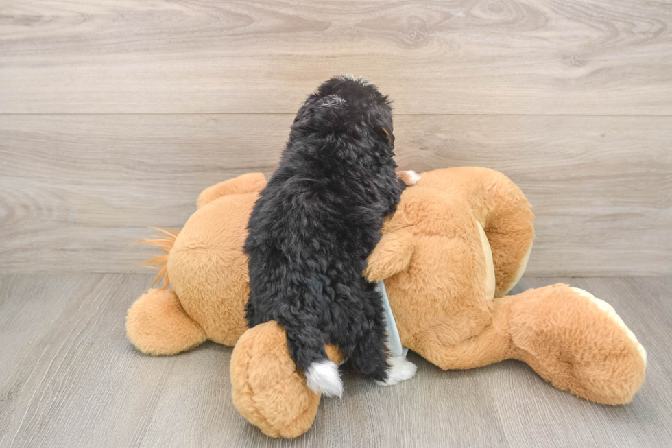 Best Mini Bernedoodle Baby