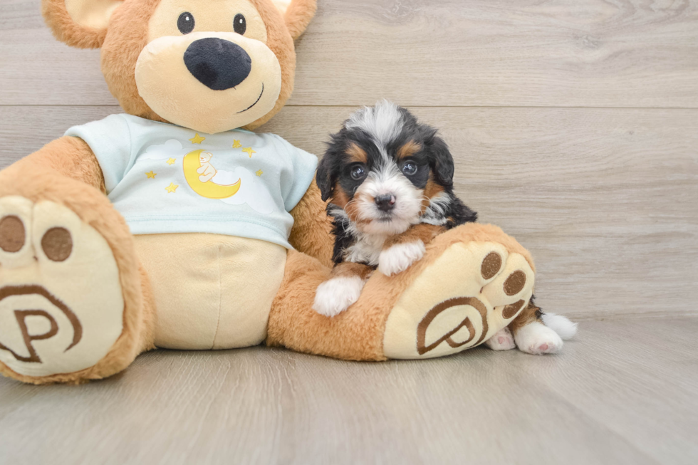 Energetic Mini Bernadoodle Poodle Mix Puppy