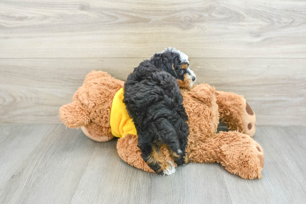 Mini Bernedoodle Pup Being Cute