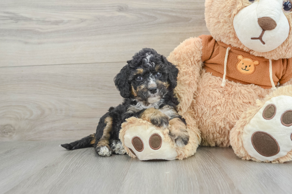 6 week old Mini Bernedoodle Puppy For Sale - Simply Southern Pups