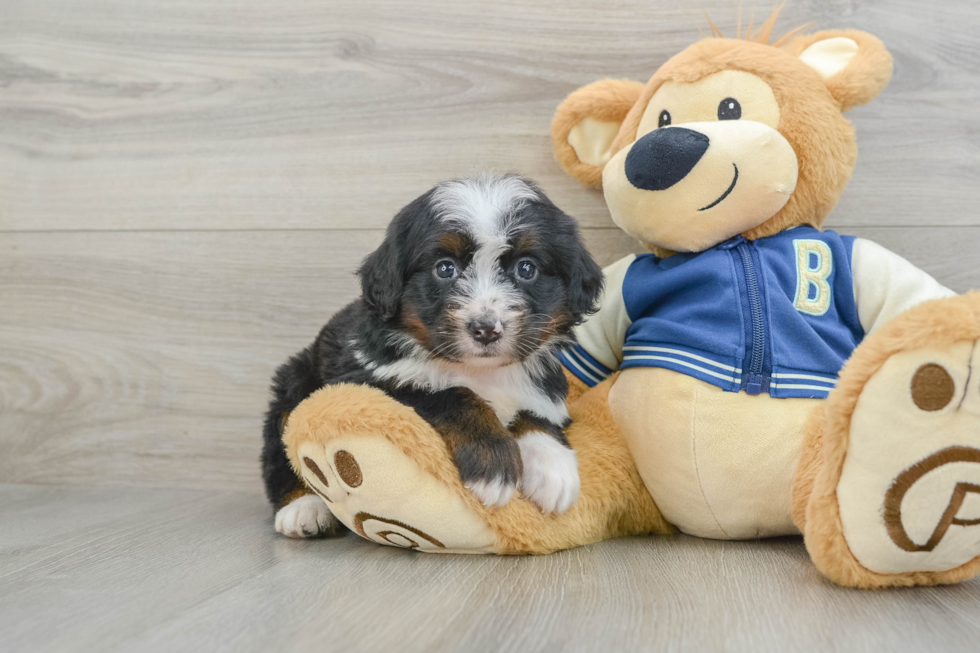 Small Mini Bernedoodle Baby