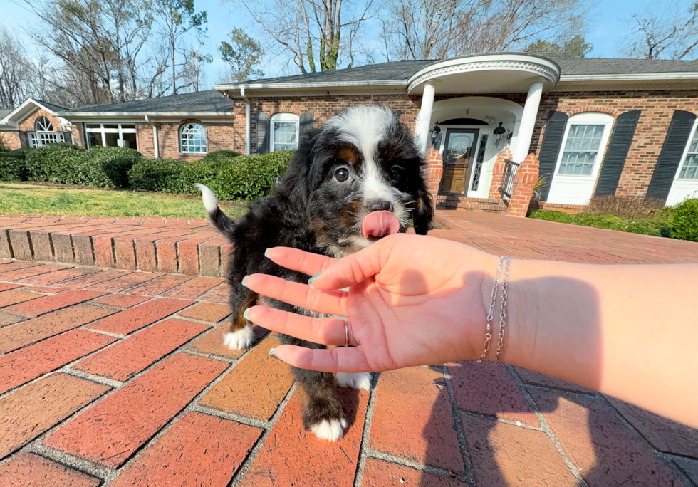 Mini Bernedoodle Pup Being Cute