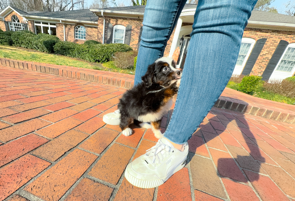 Cute Mini Bernedoodle Baby