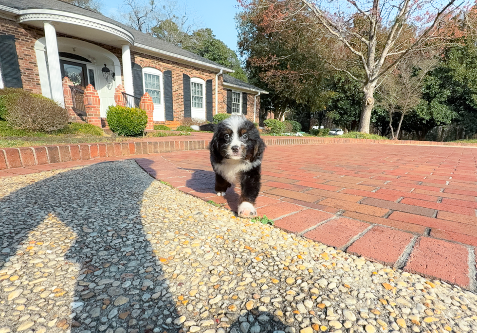 Cute Mini Bernedoodle Baby
