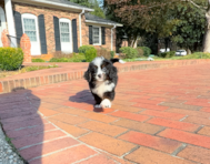 8 week old Mini Bernedoodle Puppy For Sale - Simply Southern Pups