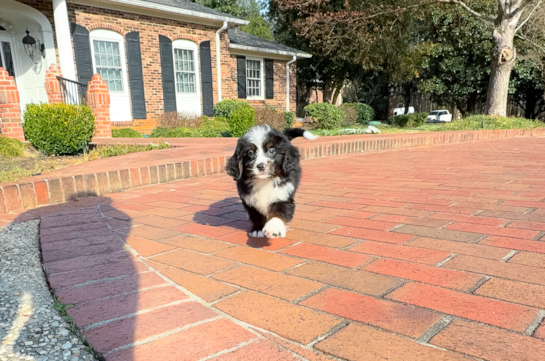 Mini Bernedoodle Pup Being Cute