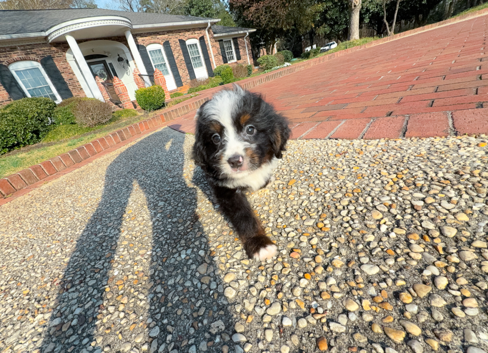 Cute Mini Bernesedoodle Poodle Mix Puppy