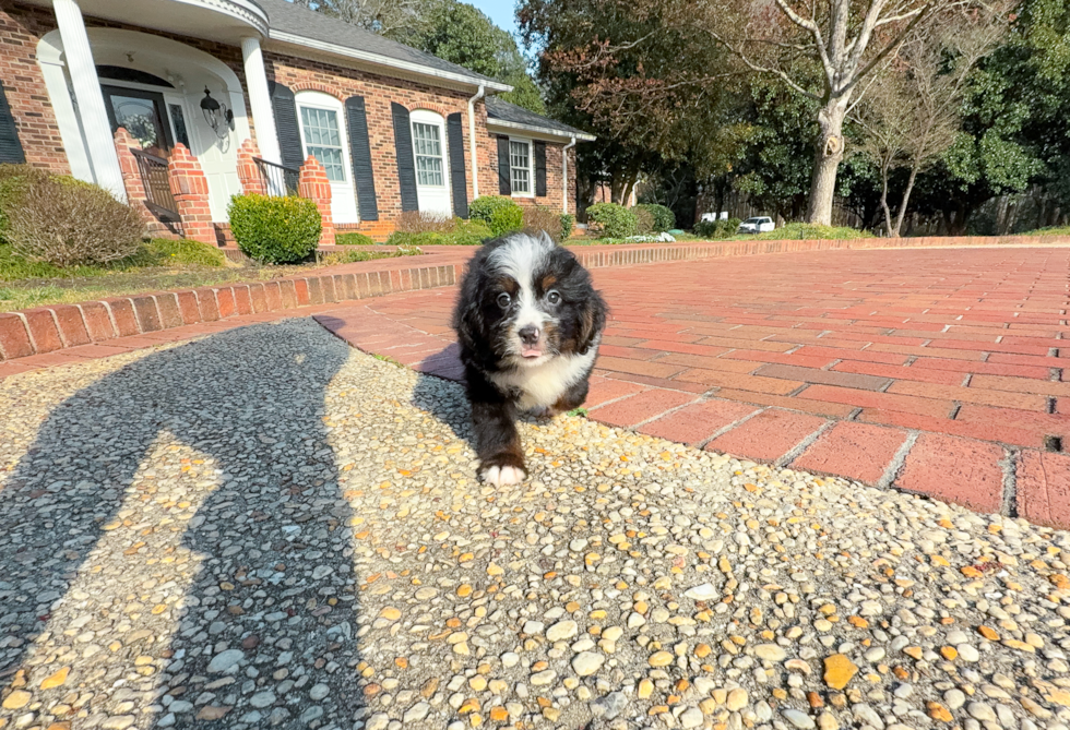 Mini Bernedoodle Pup Being Cute