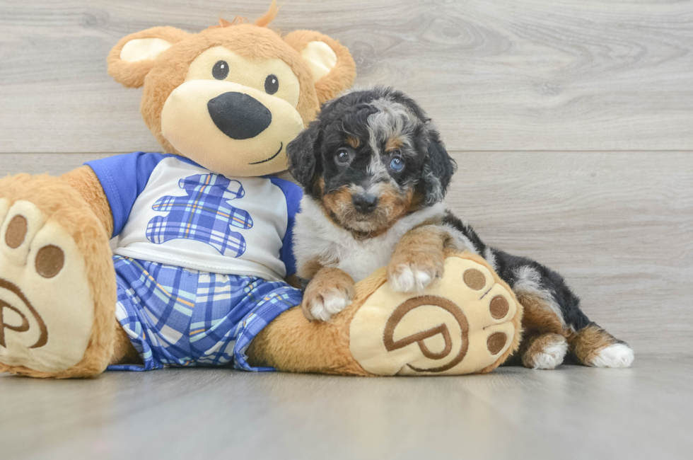 5 week old Mini Bernedoodle Puppy For Sale - Simply Southern Pups
