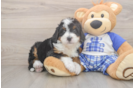 Mini Bernedoodle Pup Being Cute