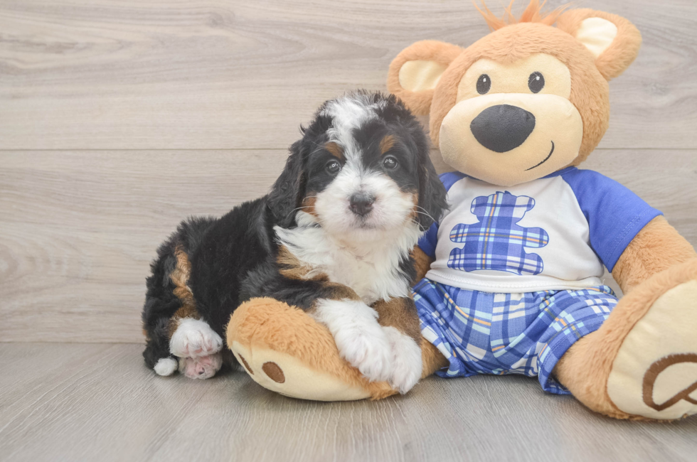 5 week old Mini Bernedoodle Puppy For Sale - Simply Southern Pups