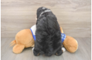 Sweet Mini Bernedoodle Baby