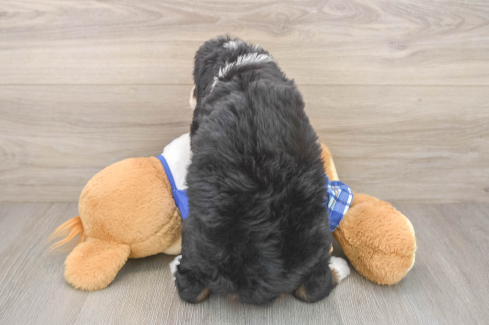 Sweet Mini Bernedoodle Baby