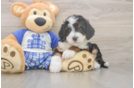 Best Mini Bernedoodle Baby