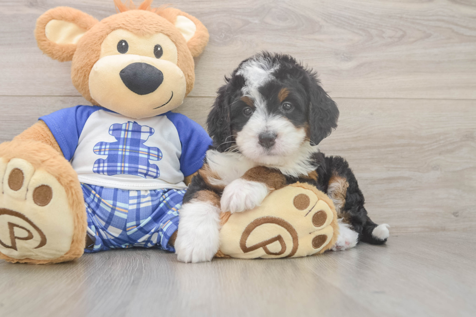 Best Mini Bernedoodle Baby