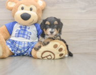 5 week old Mini Bernedoodle Puppy For Sale - Simply Southern Pups