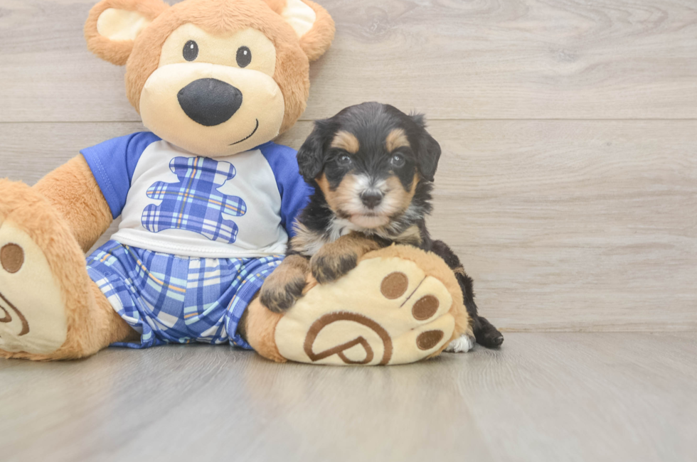 5 week old Mini Bernedoodle Puppy For Sale - Simply Southern Pups