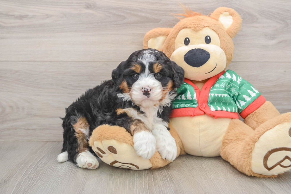 Mini Bernedoodle Pup Being Cute