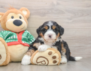 6 week old Mini Bernedoodle Puppy For Sale - Simply Southern Pups